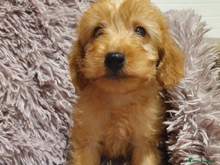 Labradoodle dogs Adorable litter of miniature labradoodles - Advert 1