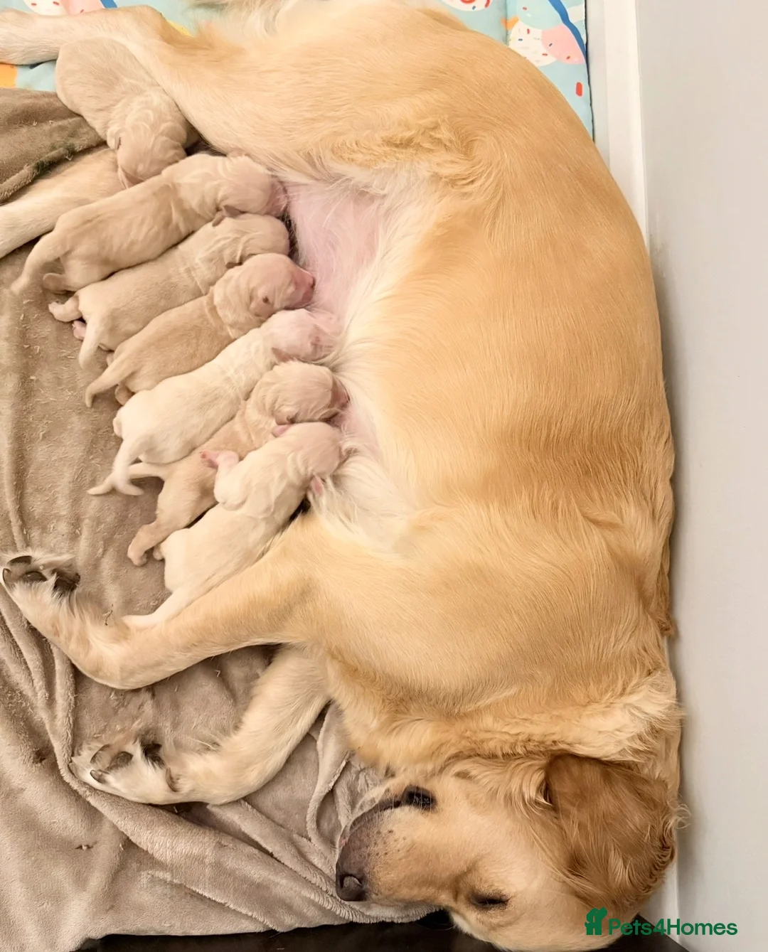 Golden Retriever dogs for sale: Golden retriever puppies  - Advert 2