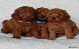 Cavapoo dogs for sale: Exquisite F1B Cavapoo Puppies - Image 6