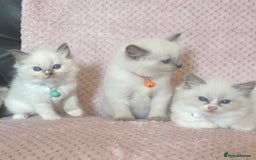 Ragdoll cats for sale: Affectionate, Cuddly, Playful Kittens - Image 31