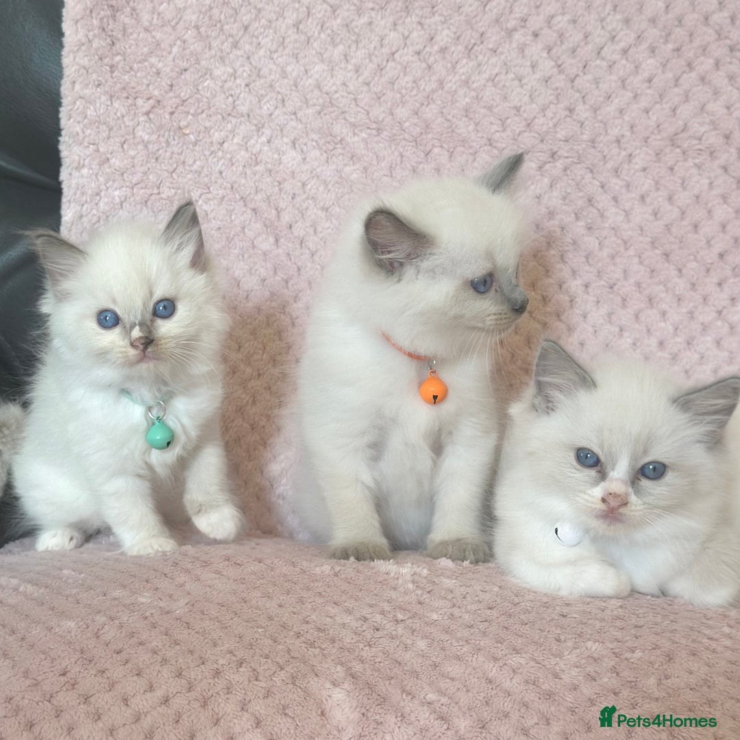 Ragdoll cats for sale: Affectionate, Cuddly, Playful Kittens - Image 31