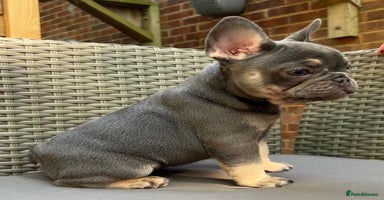 French Bulldog dogs - Advert 7