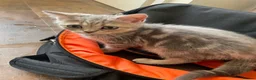 British Shorthair cats for sale: British Blue Shorthair Silver Tabby kittens - Advert 5