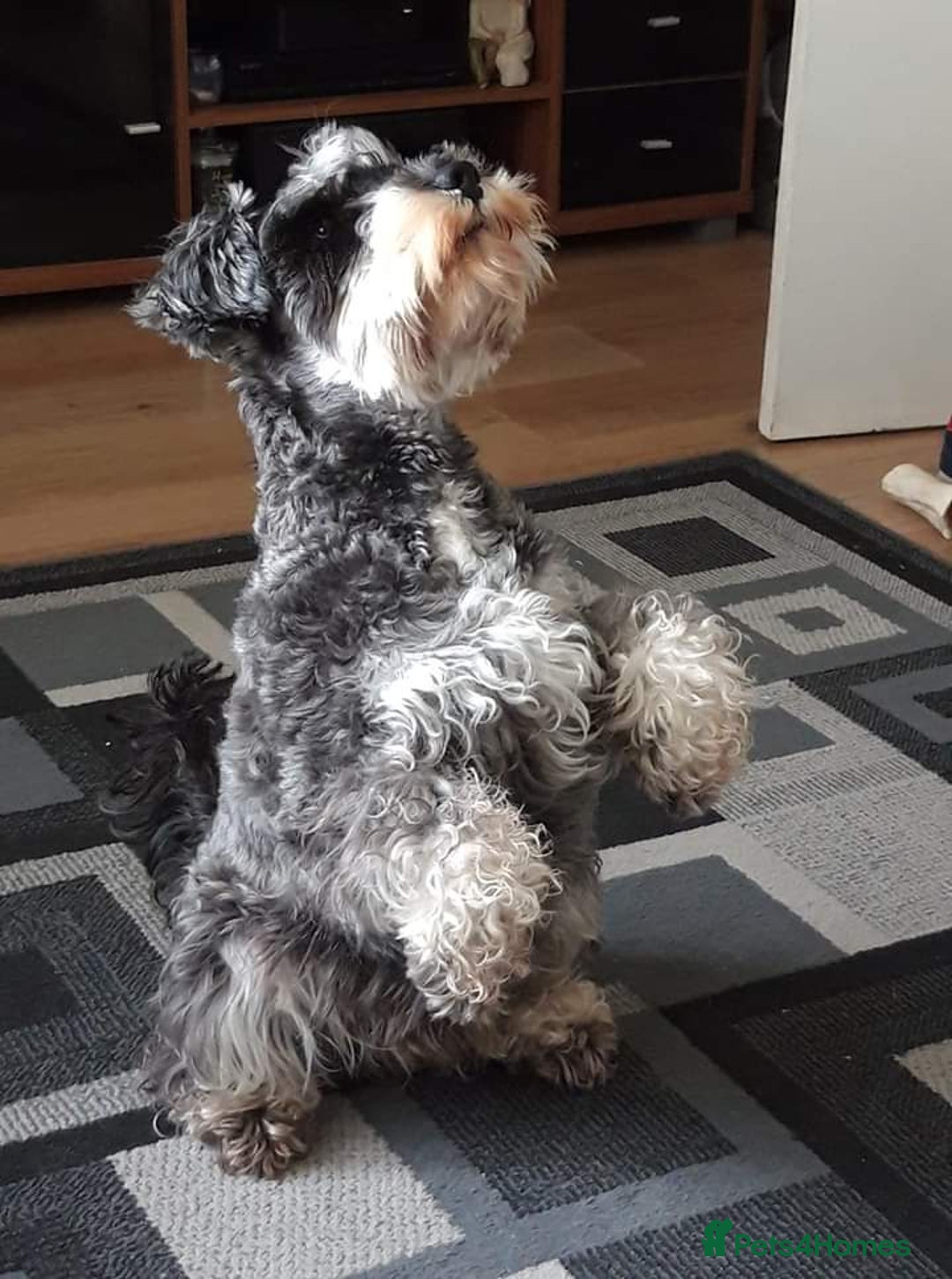 Miniature Schnauzer dogs for stud: stunning Kc registererd proven miniature schnauzer in Wolverhampton - Advert 6