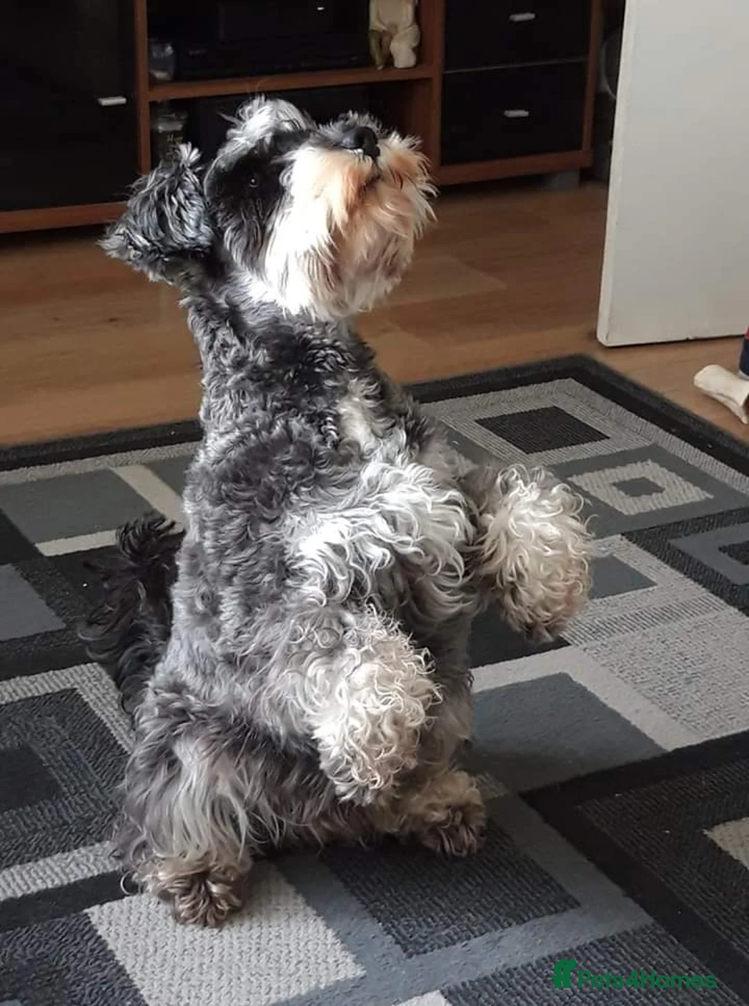 Miniature Schnauzer dogs for stud: stunning Kc registererd proven miniature schnauzer in Wolverhampton - Advert 6