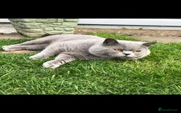 British Shorthair cats for stud: BIG BLUE BEAUTIFUL STUD GCCF AND TICA REGISTERED  in Derby - Image 9