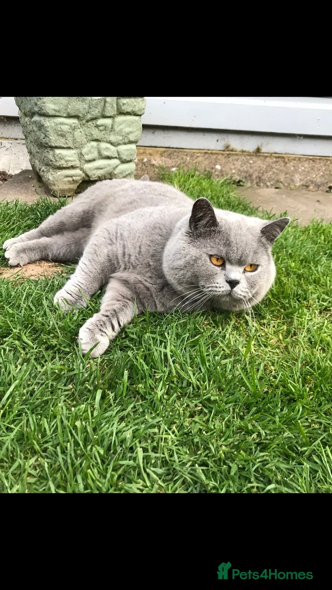 British Shorthair cats for stud: BIG BLUE BEAUTIFUL STUD GCCF AND TICA REGISTERED  in Derby - Image 9