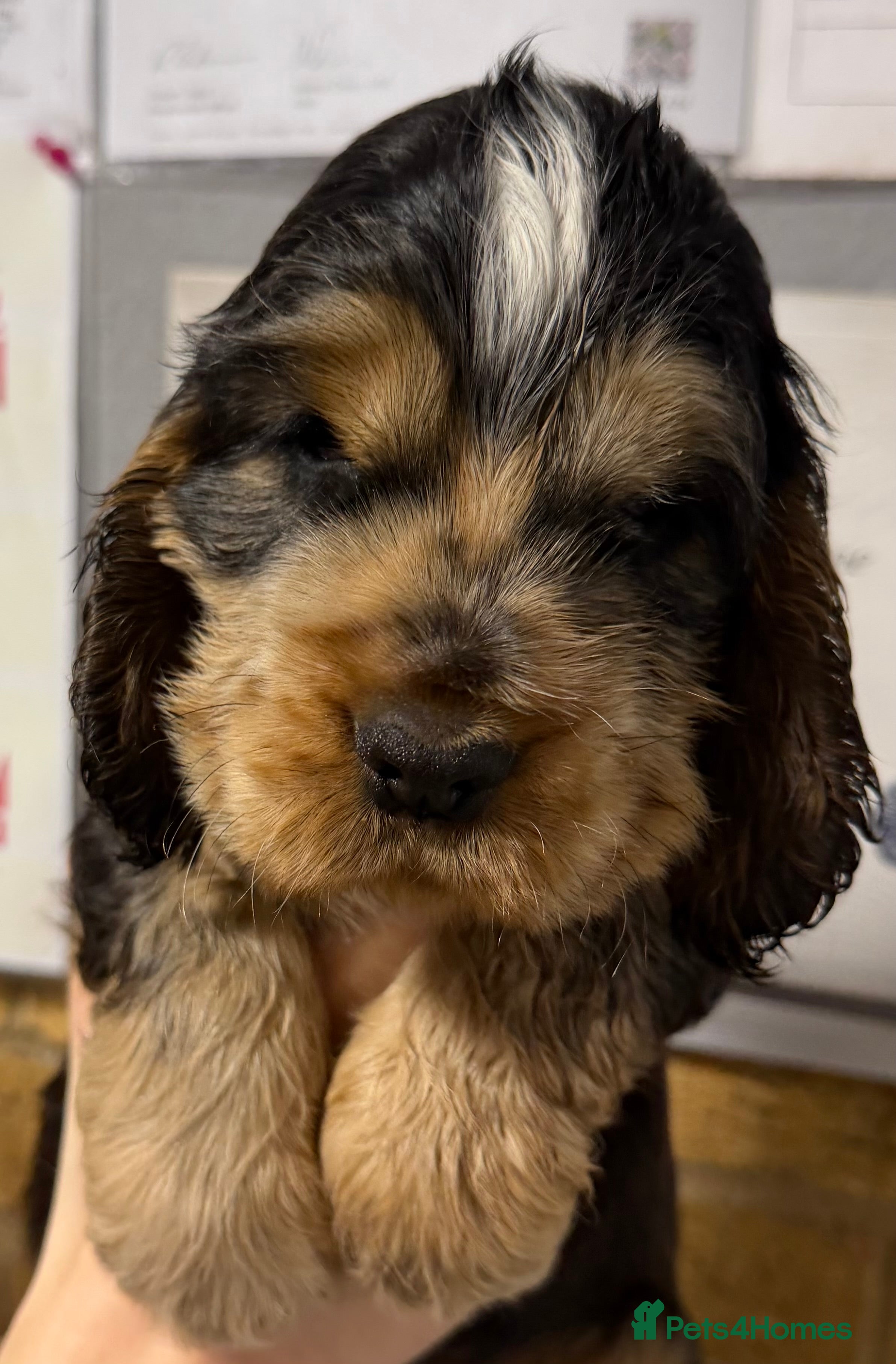 Cocker Spaniel dogs Champion Bloodlines KC Reg Show Cocker Spaniels - Advert 18