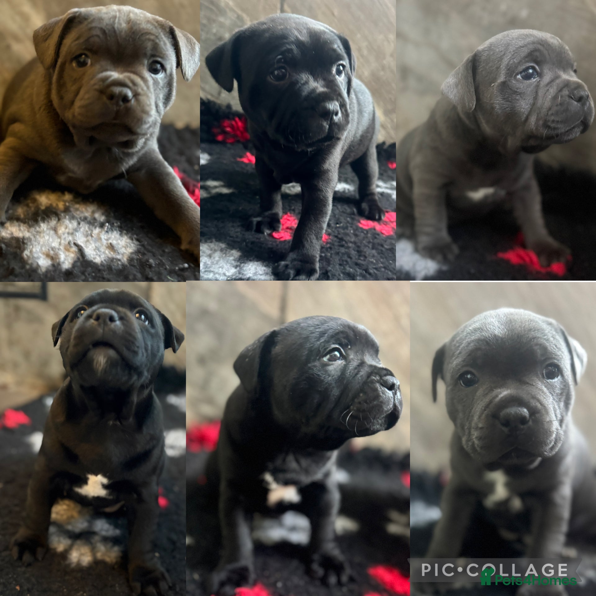 Staffordshire Bull Terrier dogs Pharaon X Piro X Bill Champion pups - Advert 1
