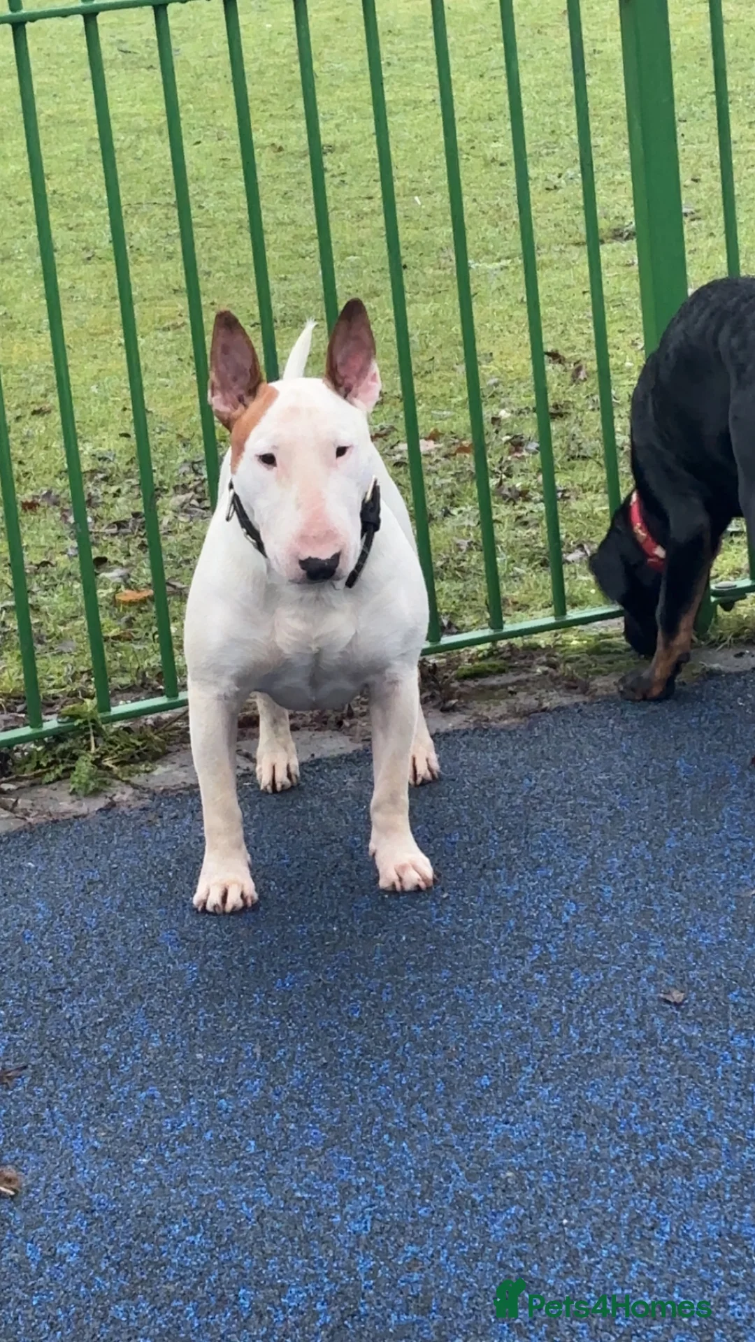 English Bull Terrier dogs for stud: English bull terrier for stud  - Advert 2