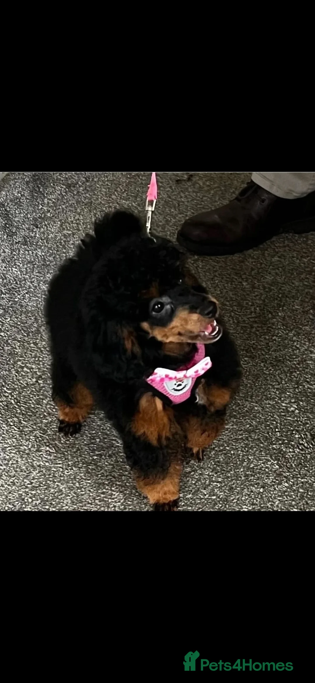 Toy Poodle dogs for sale: Mini merle Poodles - Ready now - Advert 19