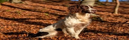 English Springer Spaniel dogs for sale: Kind, gentle and obedient KC registered Springer - Advert 7