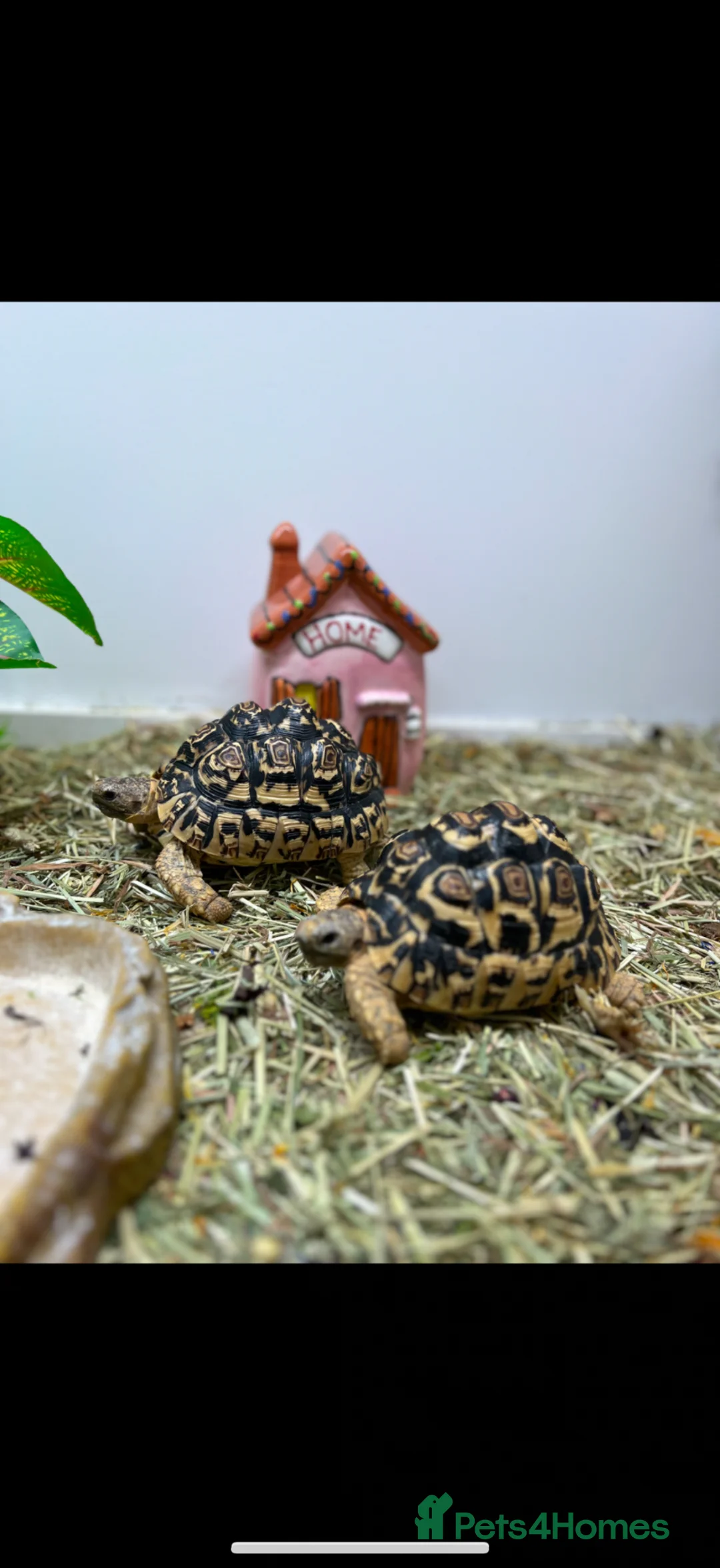 Tortoise reptiles for sale: 2 female leopard tortoises  - Advert 1