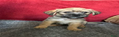 Sam