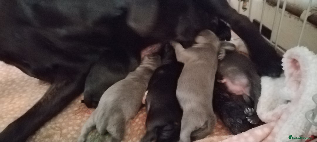 Staffordshire Bull Terrier dogs for sale: Staffy pups beautiful.. Girls avaliable  - Image 15