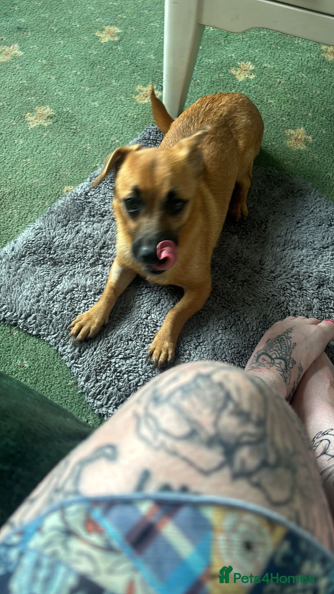 Mixed Breed dogs for adoption: Meet Mika, currently residing in Barnsley - Image 3