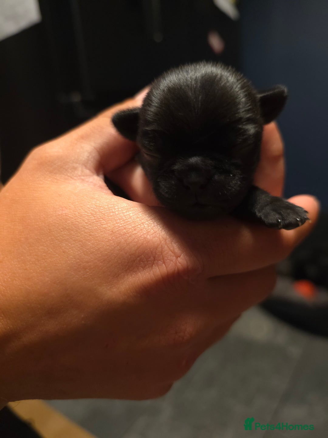 Pug dogs for sale: KC Pug puppies 4 girls 3 boys - Image 29