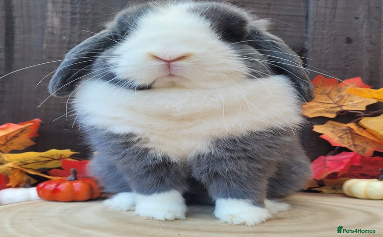 Mini Lop rabbits - Advert 3