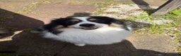 Pomeranian dogs for sale: Male panda Pom  - Advert 2