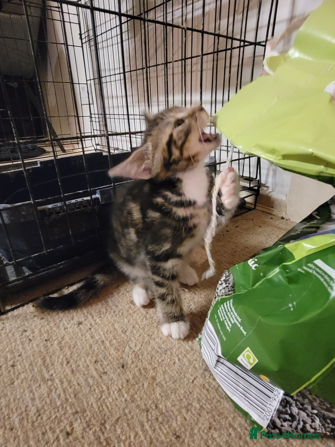 Mixed Breed cats for sale: 2 boys and 1 girl - Image 24