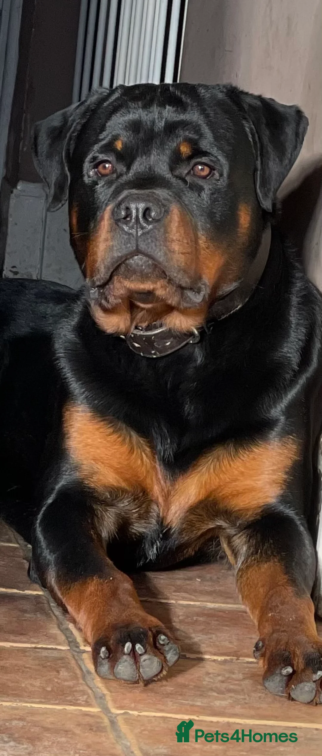 Rottweiler dogs for stud: Health Tested, KC Registered, Stud Only - Advert 1