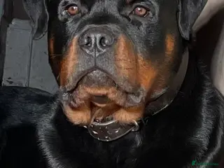 Rottweiler dogs Health Tested, KC Registered, Stud Only - Advert 2