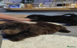 Shihpoo dogs for sale: Standard poodle x shihpoo - Image 10