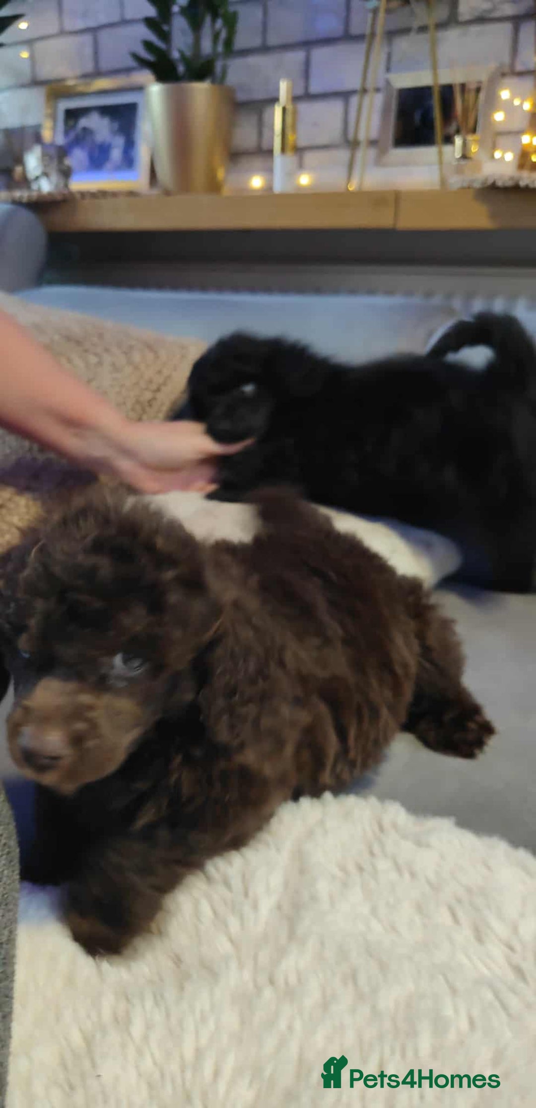 Shihpoo dogs for sale: Standard poodle x shihpoo - Image 10