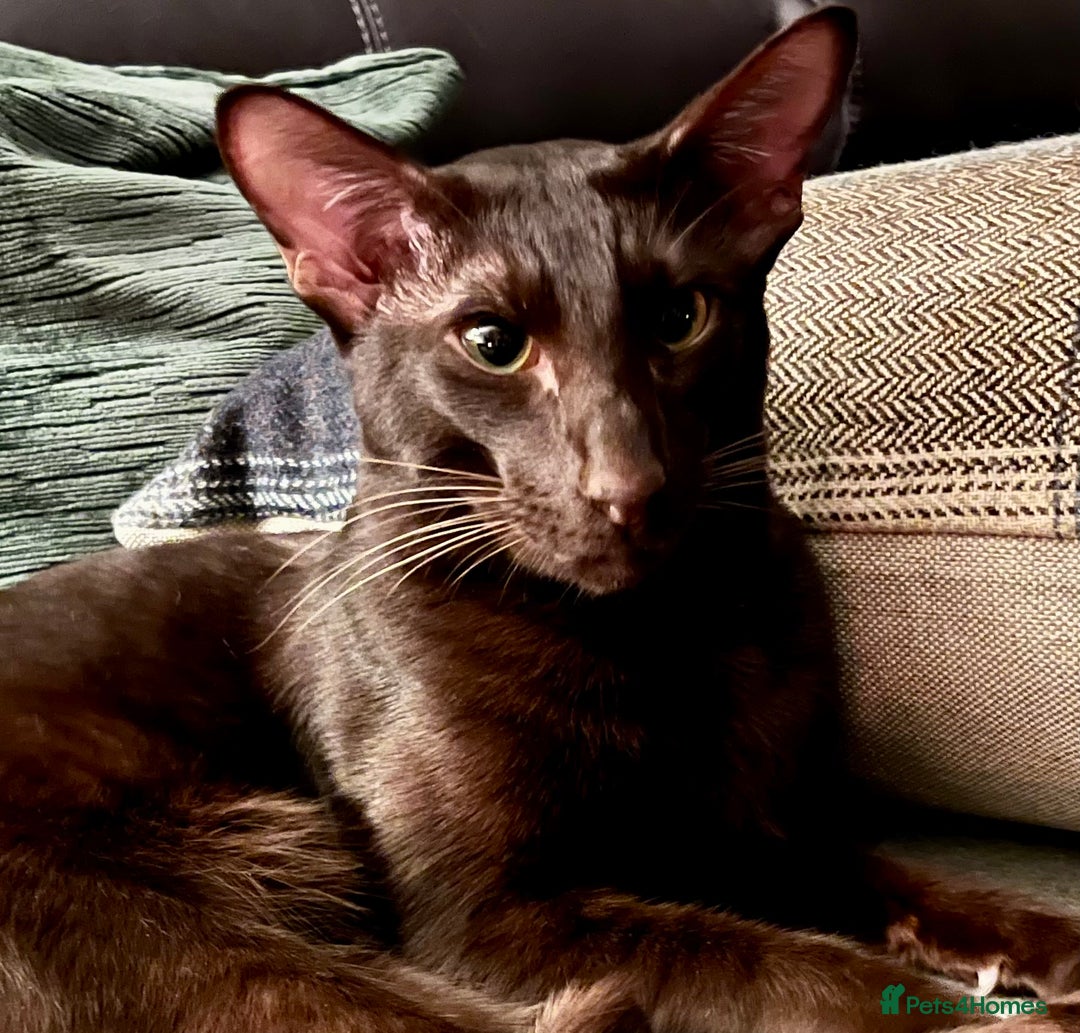 Oriental cats for sale: Supreme pedigree Lilac Oriental kittens GCCF reg - Advert 13