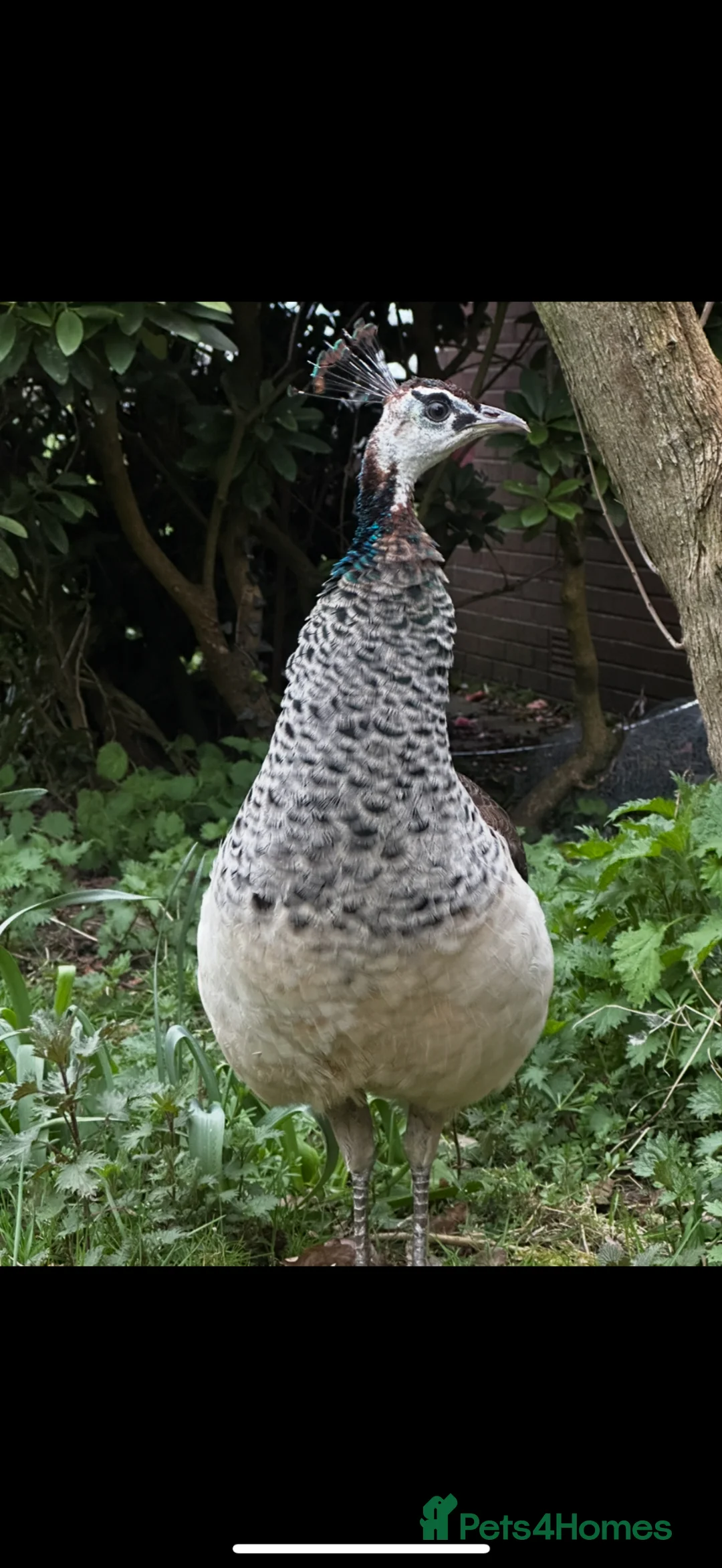 Peafowl poultry for sale: Beautiful 1 year old peahen for sale  in Whitchurch - Advert 2