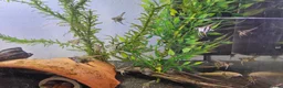Angelfish fish for sale: Home Bred Blue Smokey / Pinoy Angelfish 2.5cm  - Advert 9