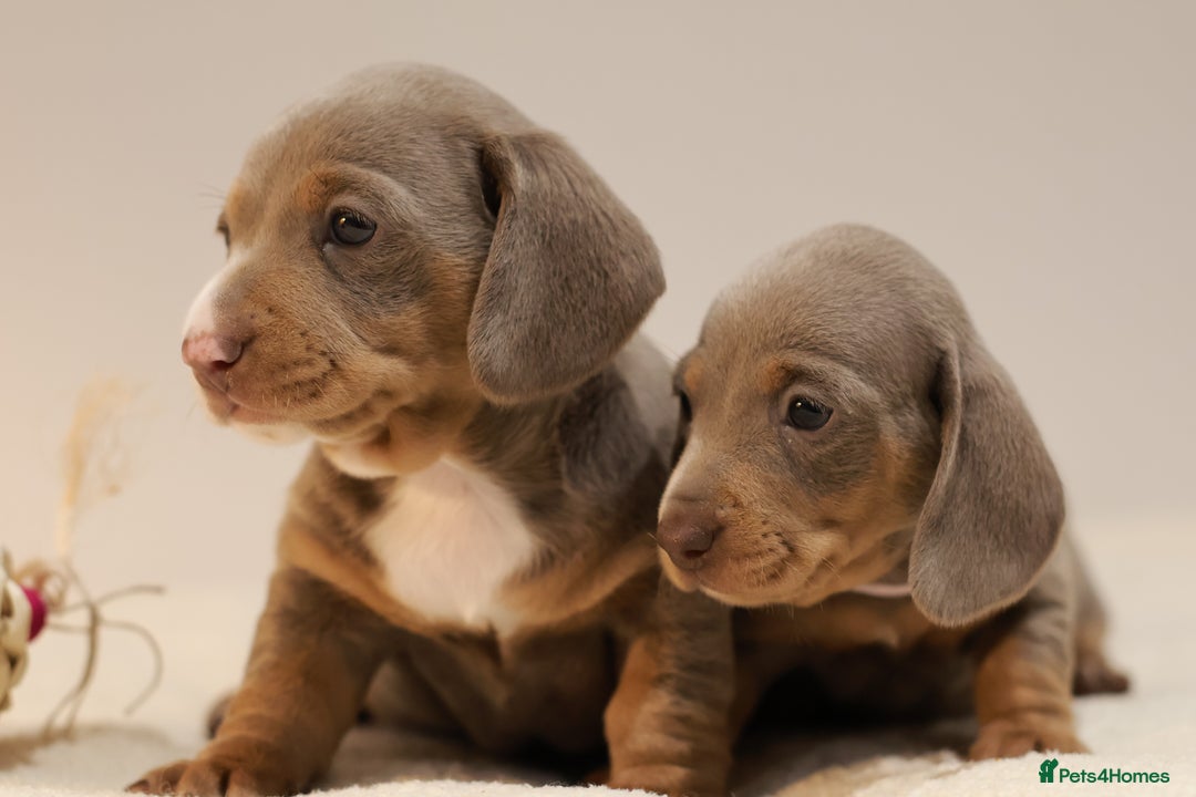 Miniature Dachshund dogs for sale: 5StarsLicensed+KC+PRAClear+VetChecked - Image 29