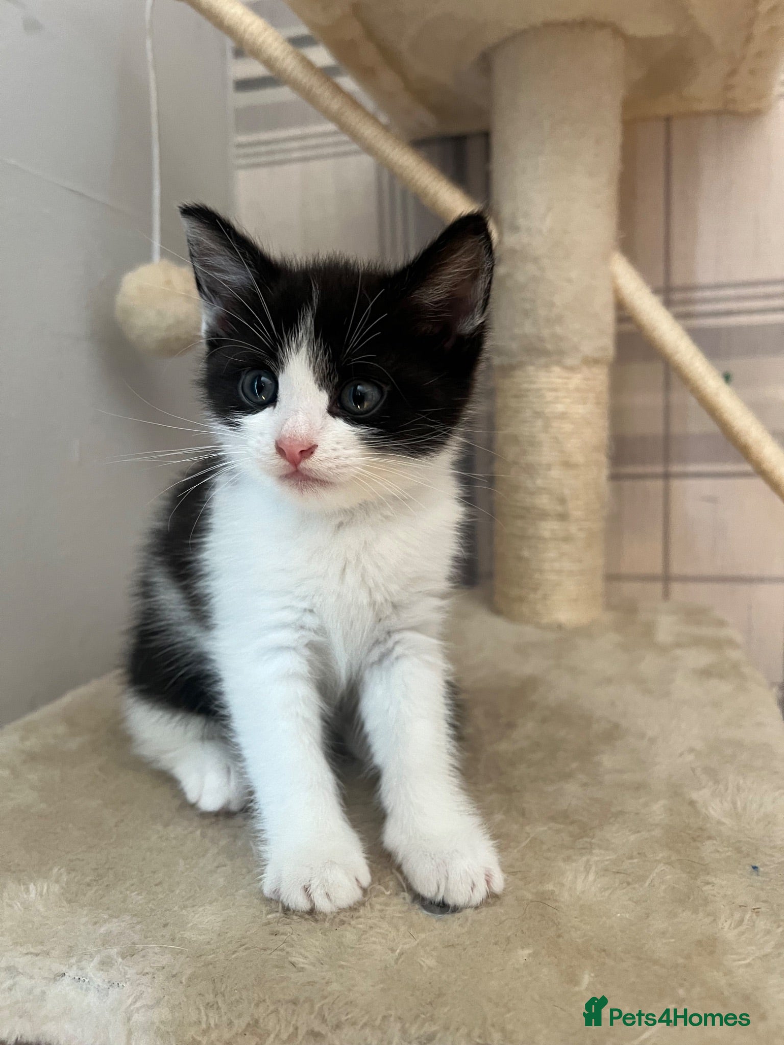 Mixed Breed cats 2 little girls available black and black/white - Advert 9