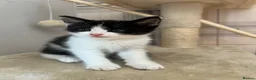 Mixed Breed cats for sale: 3 girl kittens for sale  - Advert 3