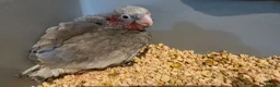 Cockatoo birds for sale: Hand-Raised cockatoo Galah Baby Parrot - Advert 5
