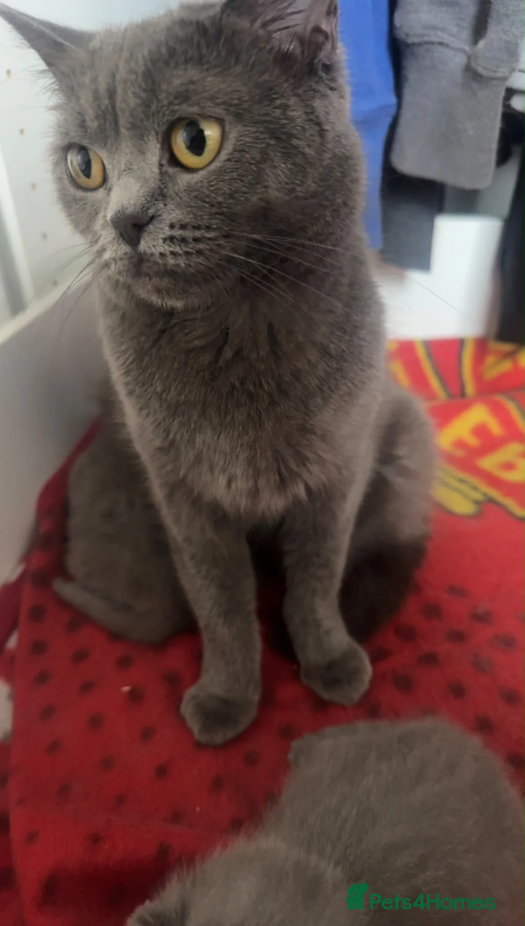 British Shorthair cats for sale: Female British Shorthair for sale - Advert 2