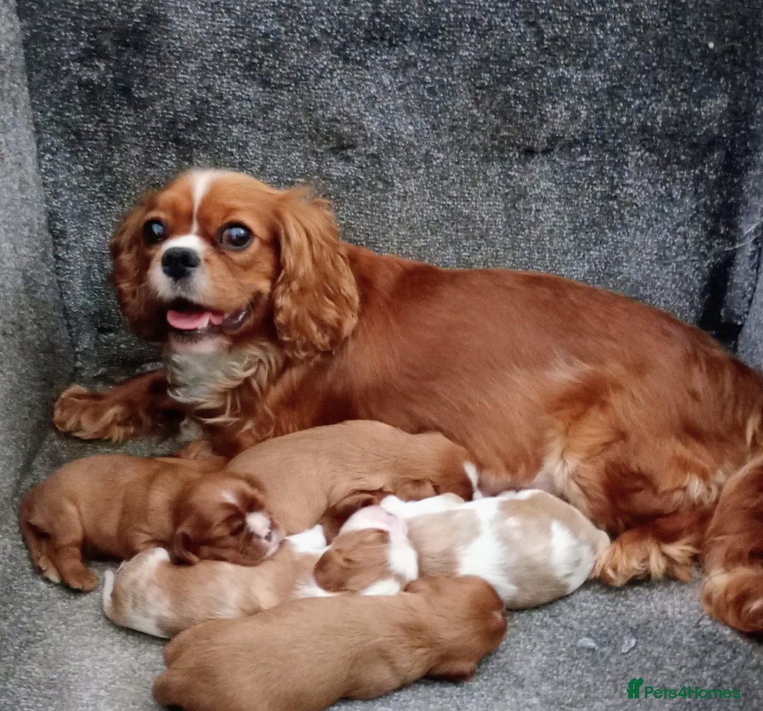 Cavalier King Charles Spaniel dogs for sale: King Charles Cavalier Puppies  - Image 16