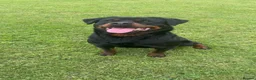 Rottweiler dogs for sale: BEAUTIFUL ROTTWEILER PUPPIES - Advert 24