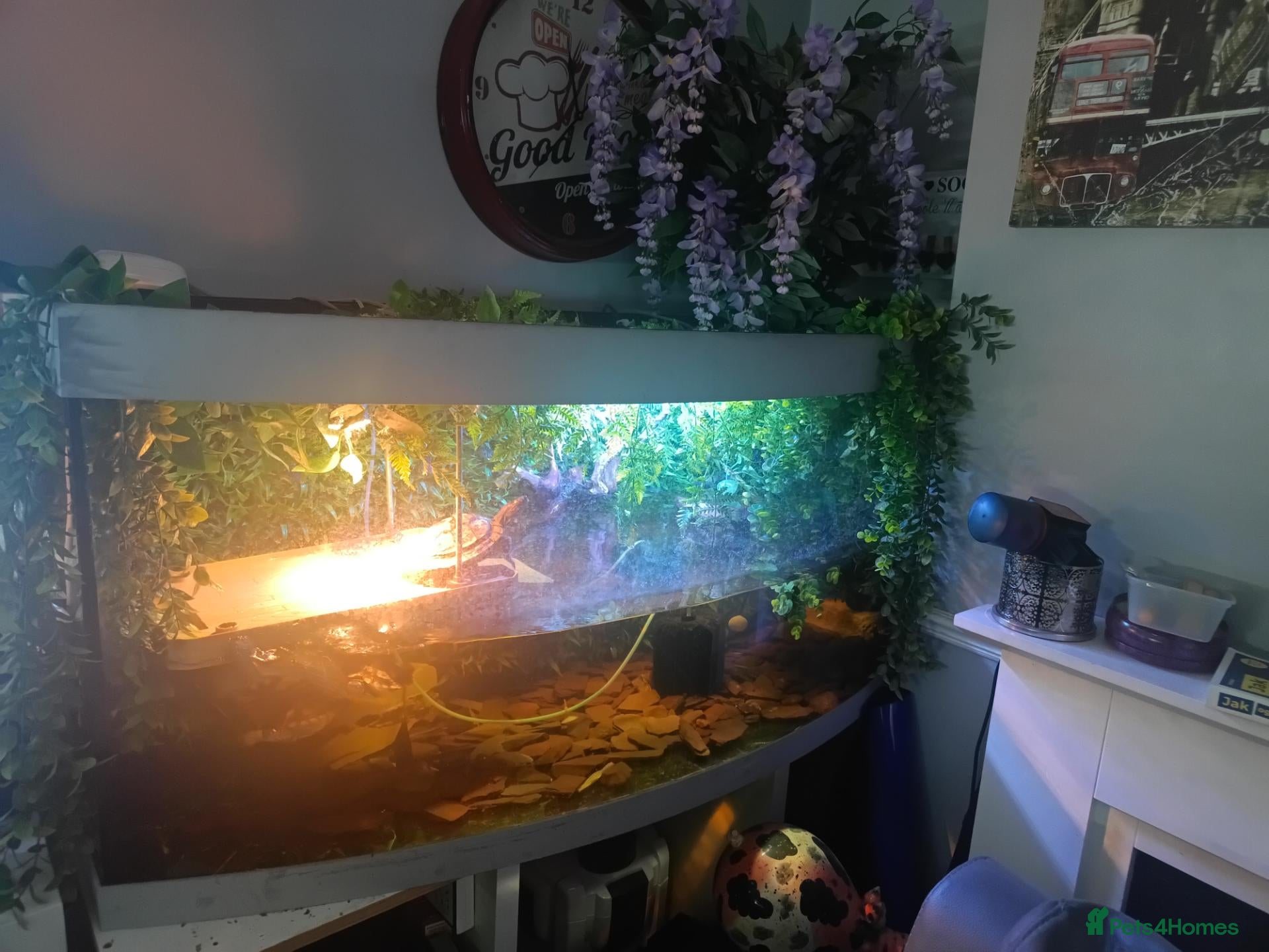 Turtle reptiles 5 Missisipi turtle for sale - Advert 3