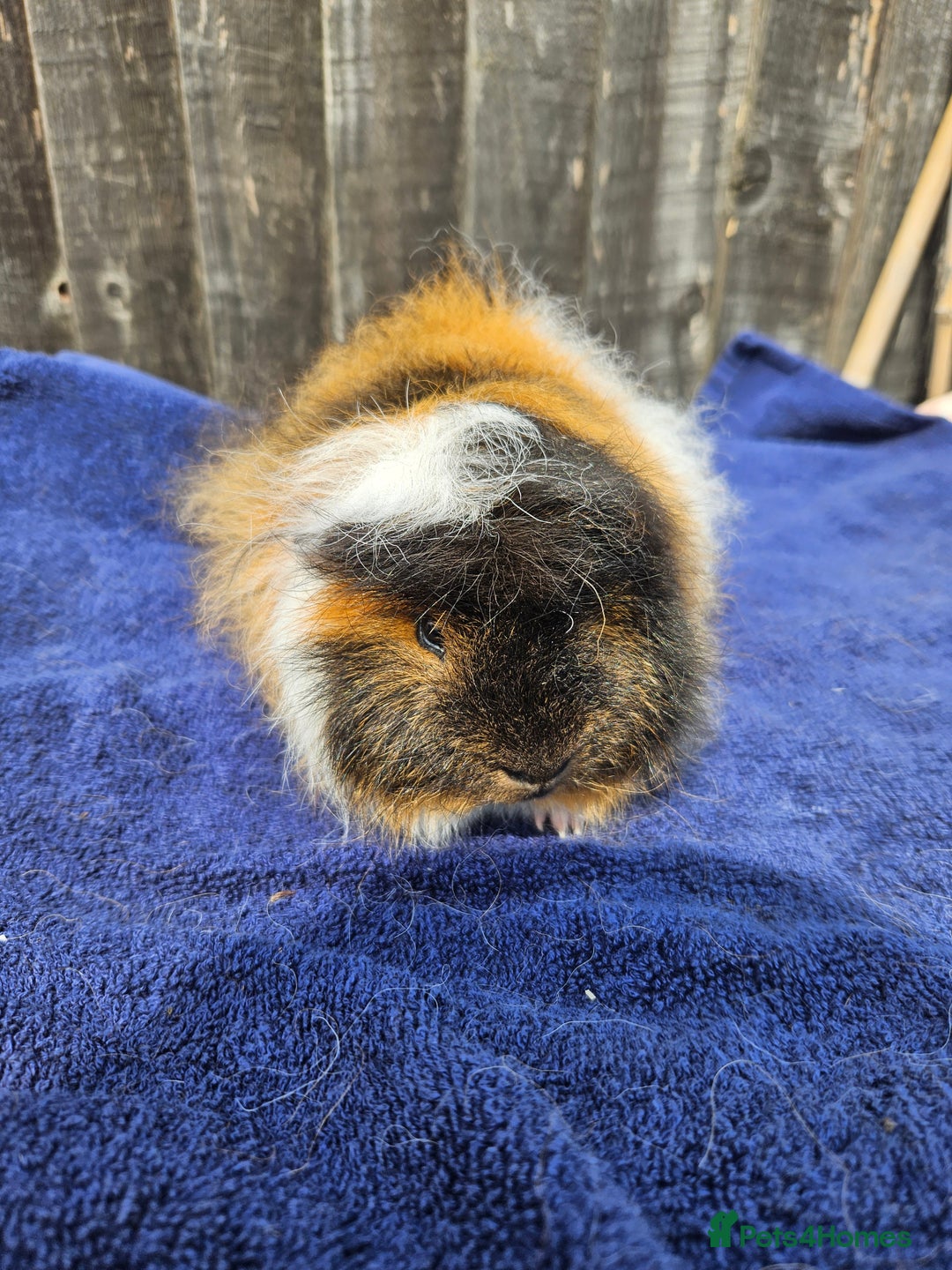 Guinea Pig rodents for sale: 3 young male guinea pigs available - Image 4