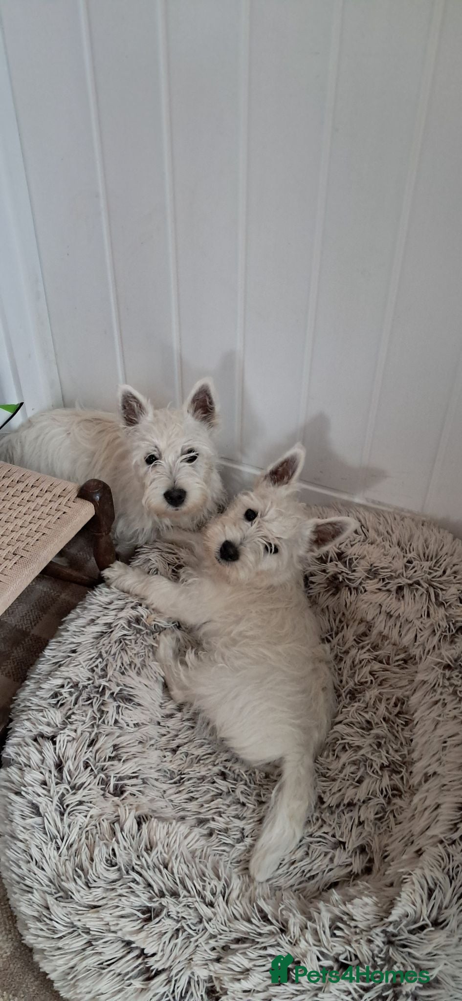 West Highland Terrier dogs West highland white terrier  - Advert 2