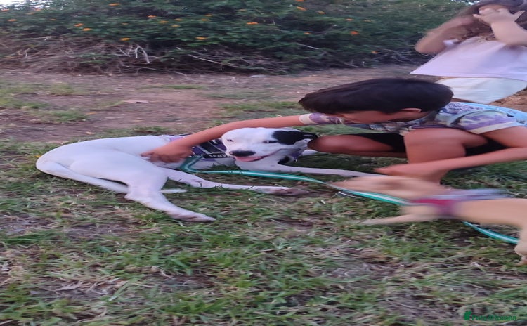 Mixed Breed dogs KENYA: Loves Everyone and Everything! - Advert 1