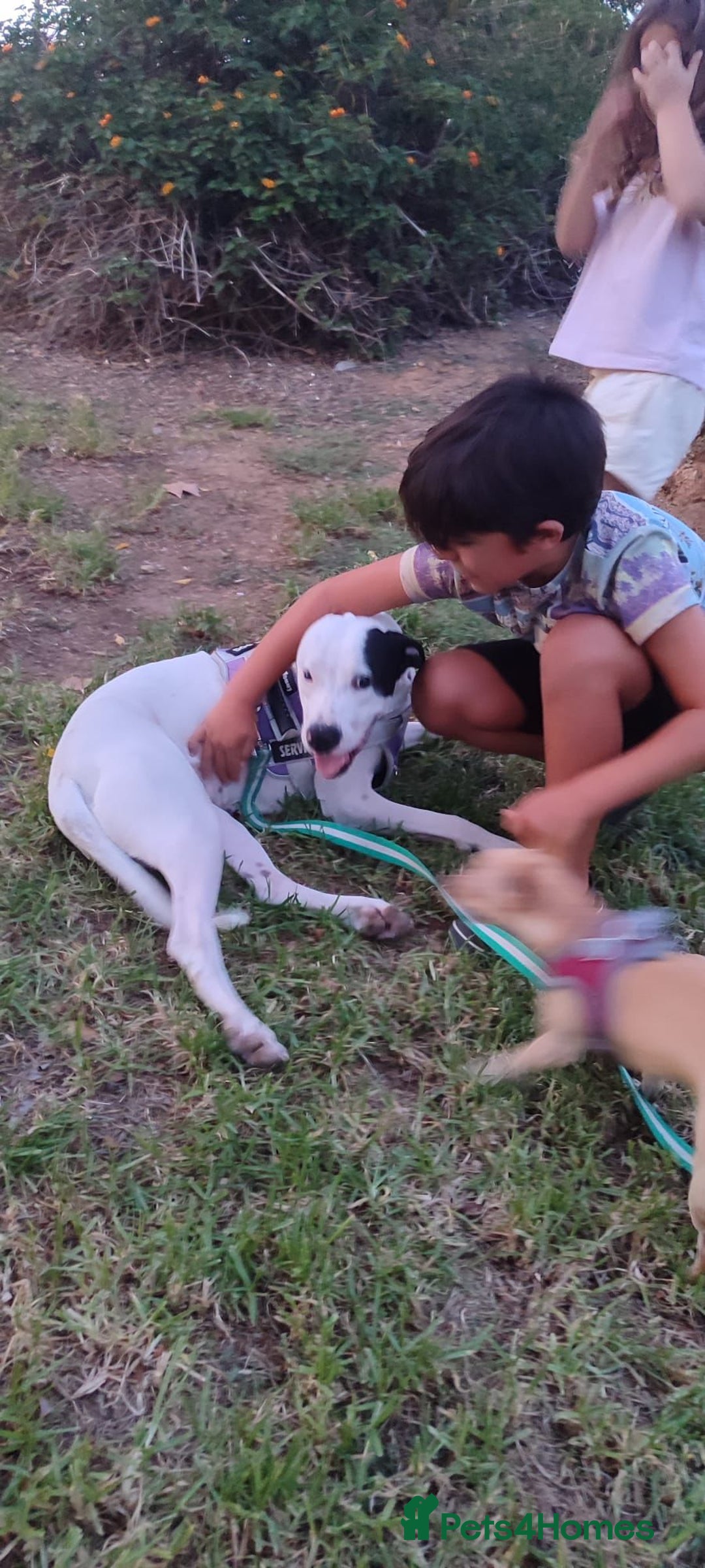 Mixed Breed dogs for adoption: KENYA: Loves Everyone and Everything! - Advert 1