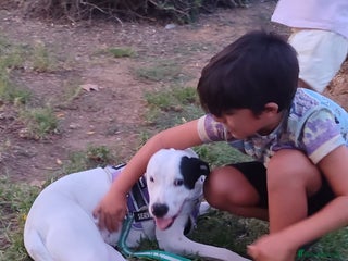 Mixed Breed dogs KENYA: Loves Everyone and Everything! - Advert 13