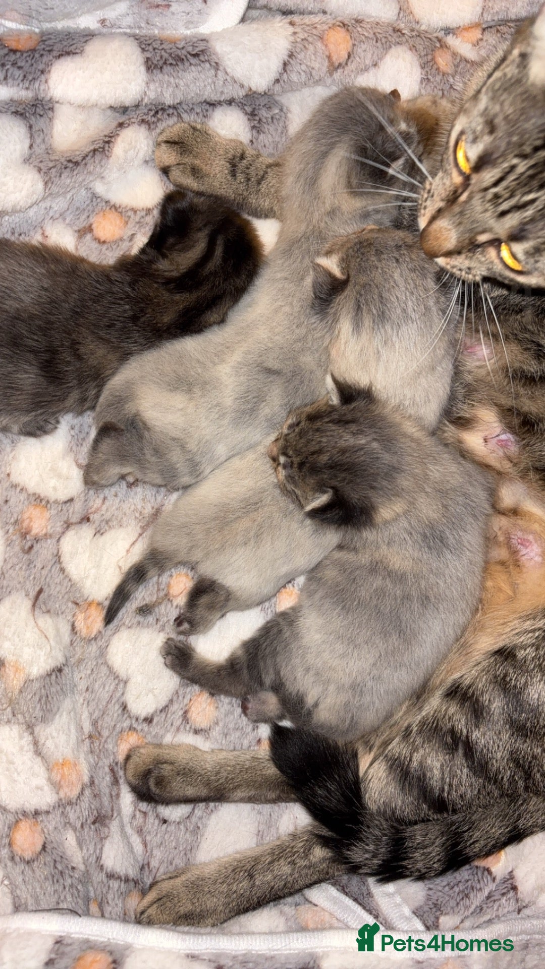 Mixed Breed cats Cute Kittens For Sale - Advert 1