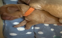 Cockapoo dogs for sale: 🐾 F1 Top Class 🐾  - Image 15