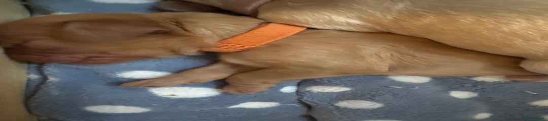 Orange collar