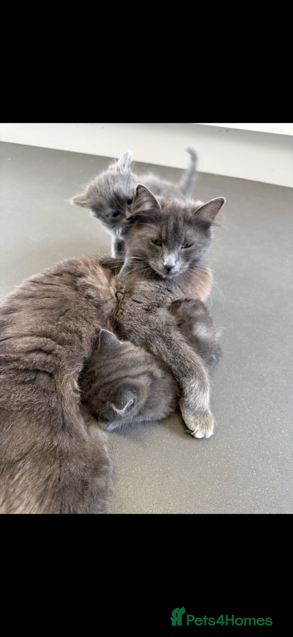 British Shorthair cats Mixed Russian blue and British blue kittens  - Advert 1