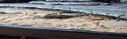 Skink reptiles for sale: Berber skink for sale  - Advert 3