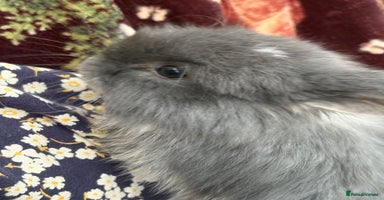 Mini Lop rabbits - Advert 15